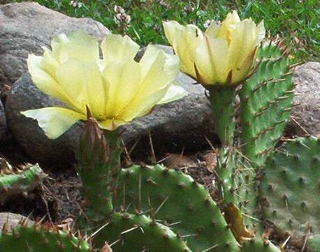 Ohrenkaktus in der Blüte