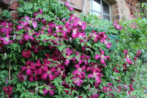 Clematisblüte