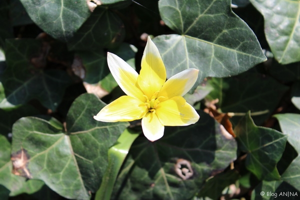 Mittagsblume