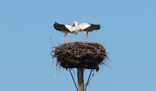 Störche im Nest