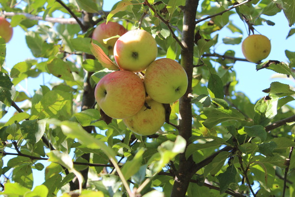 Äpfel