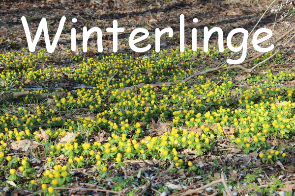 Winterlinge