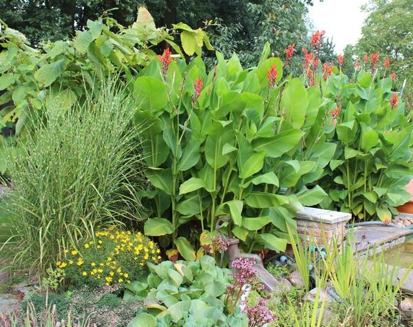 Die Canna, eine Zierde im Garten