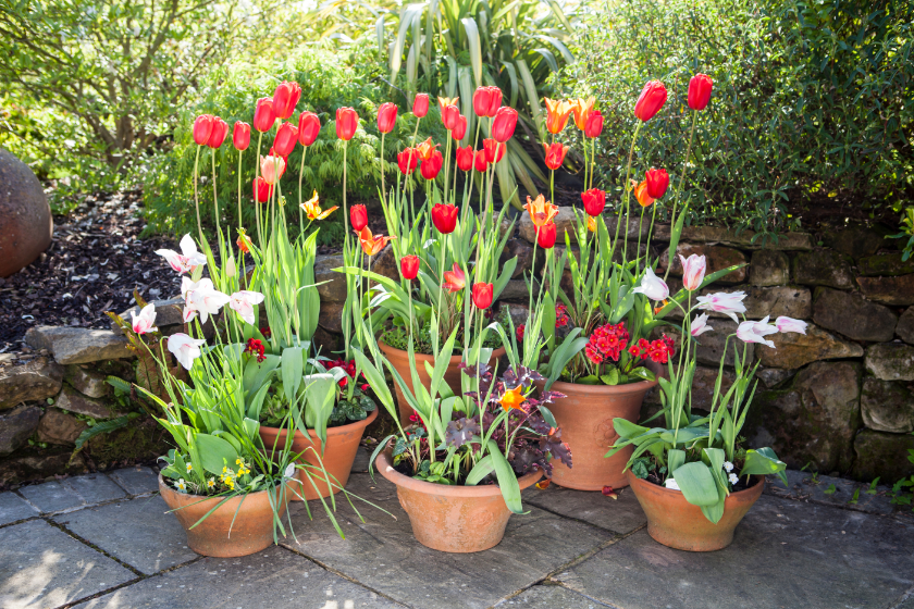 Spring-Flower-Pots-in-Garden