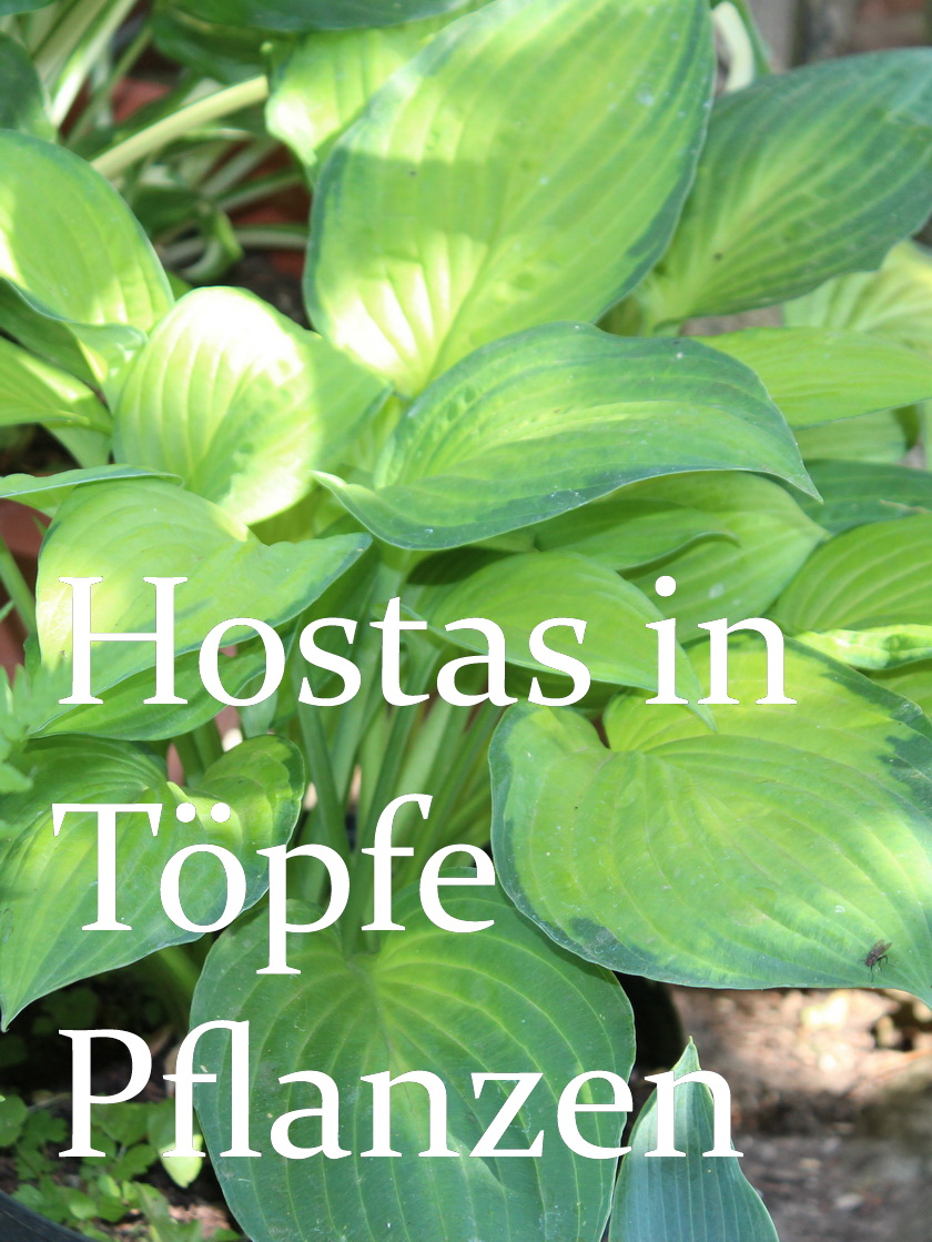 Hosta Titelbild