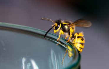 Wespe sitzt auf einem Glas