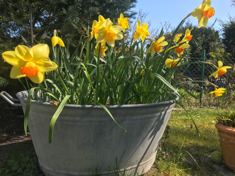 Alte Zinkwanne mit Frühlingsblumen